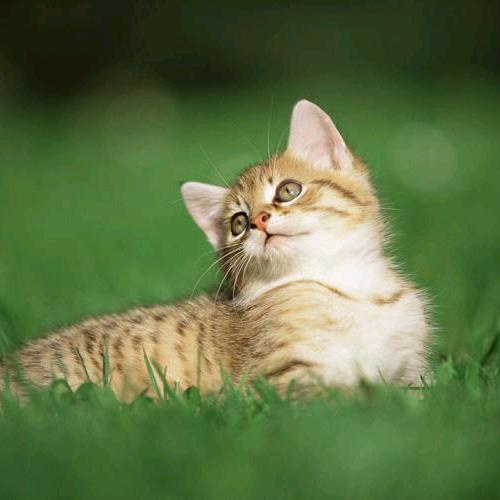 🛍浅笑安然🛍