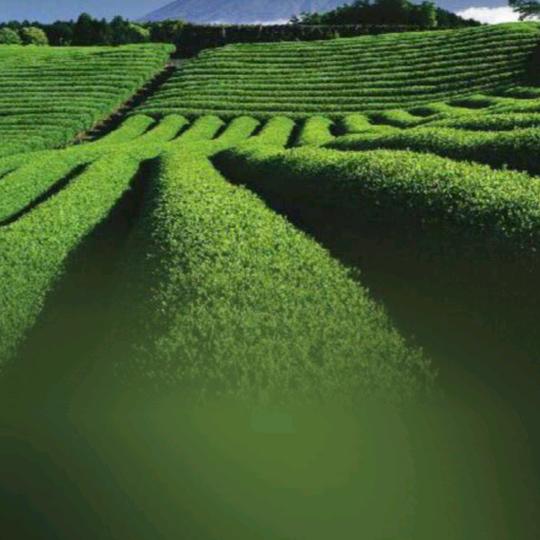 兰岭茗茶