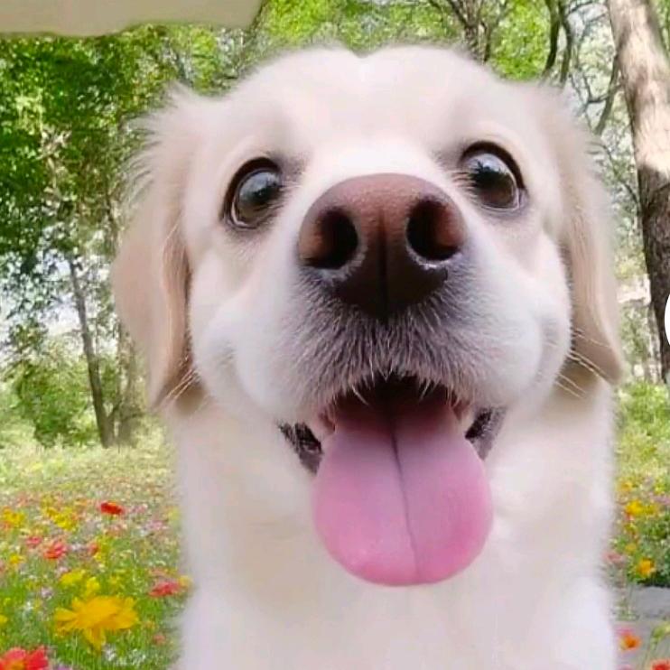 粽子(爱自拍的狗)