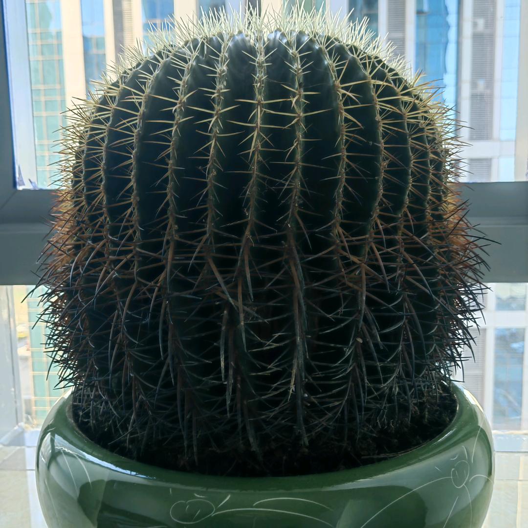 我是老兵