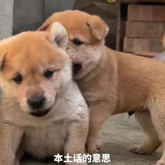 小土豆