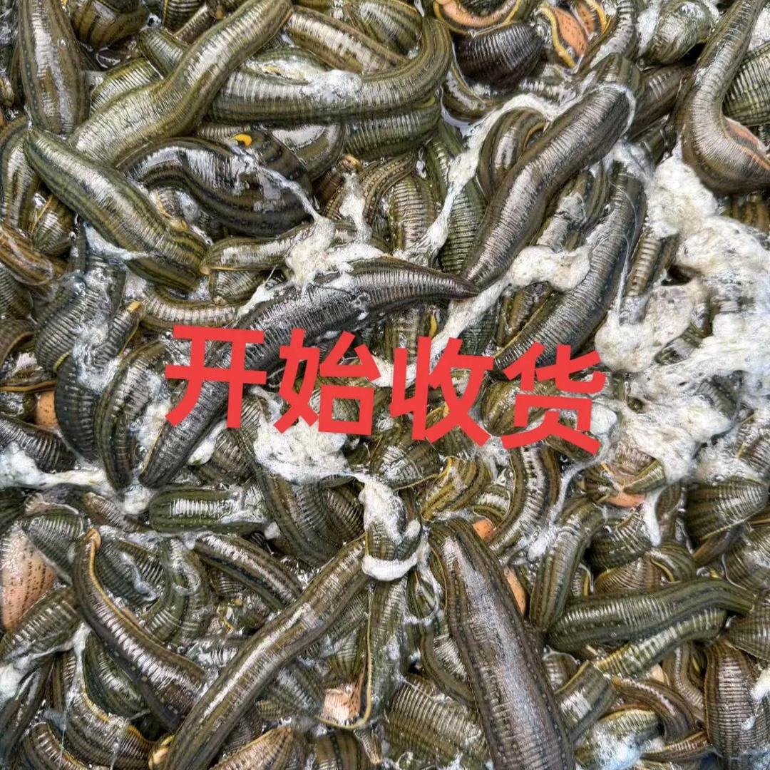 苏州-上海收购水蛭《蚂蝗》