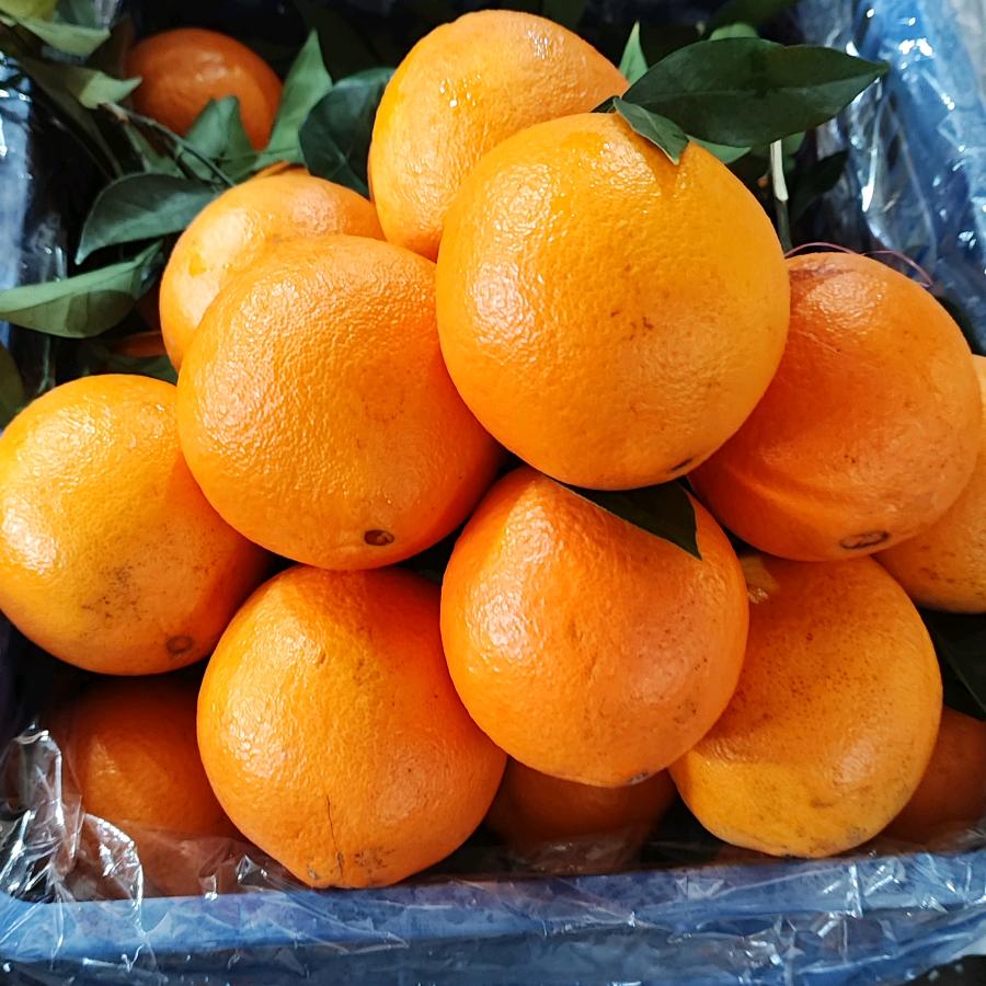 陈仔🍎🍊🍇🍈🍐🥭