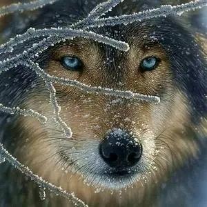 新能源重卡 王灬鑫