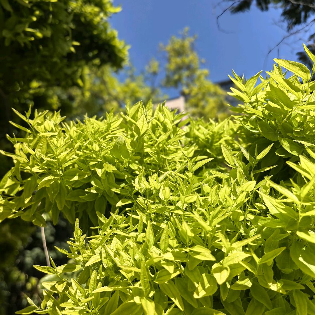 听风的船