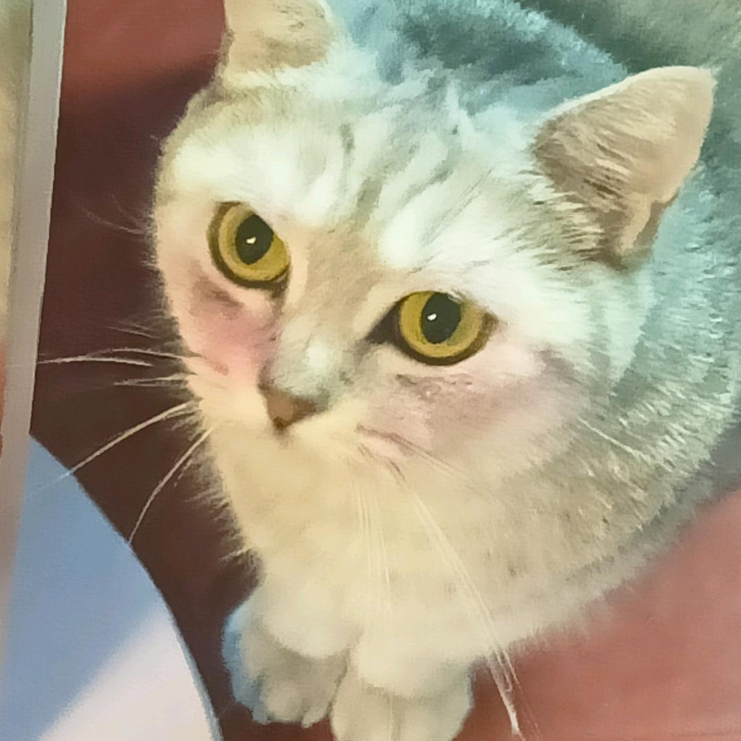 喵。