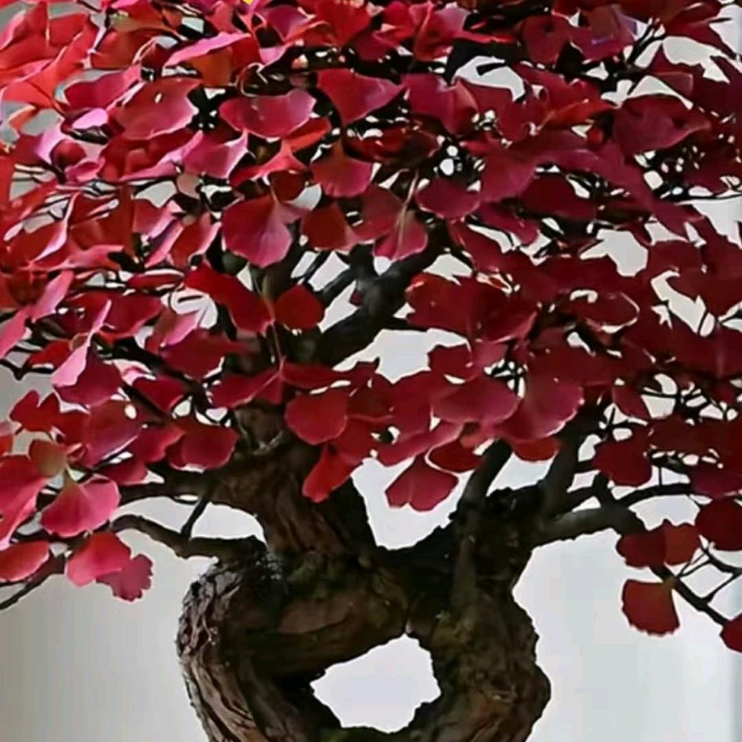 豫宝缘绿植园艺