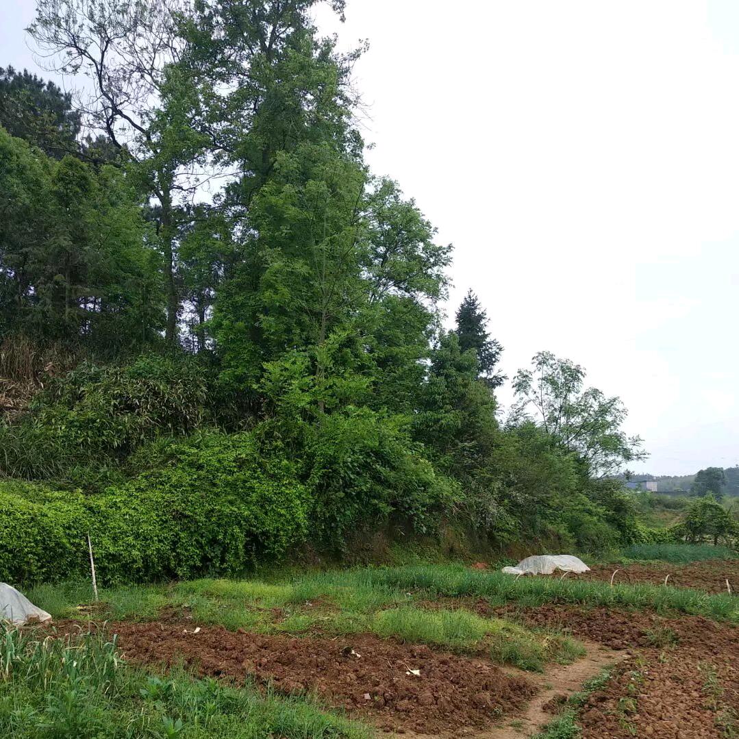 小雨哥