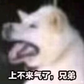 一颗很菜很菜的白菜叶