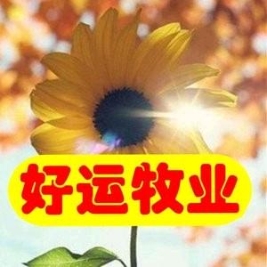 好运牧业