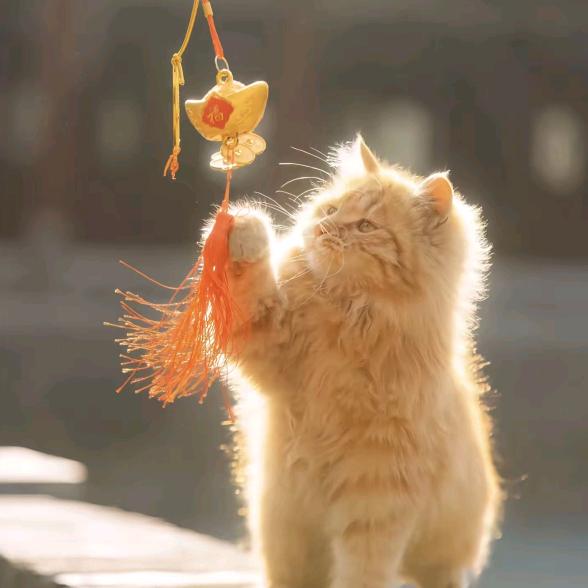 别问问就是不会