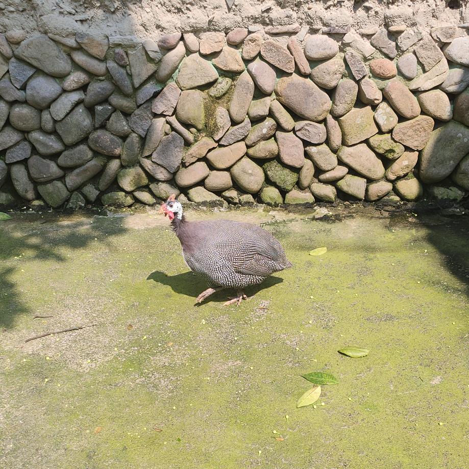 大燕王