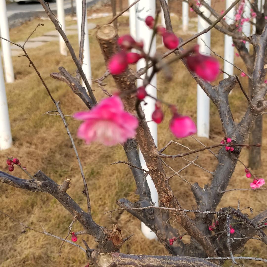 三胖