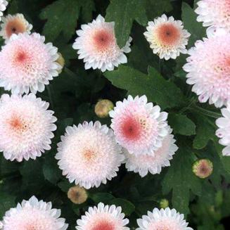 顺风顺水顺財來