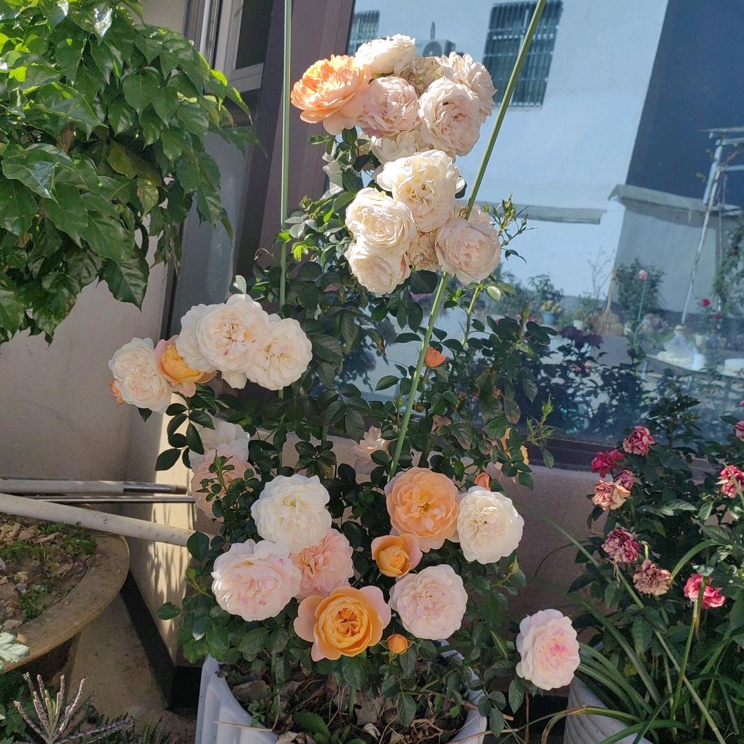 小愿种植有技巧