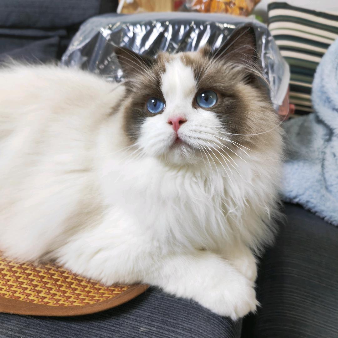 大叔的猫