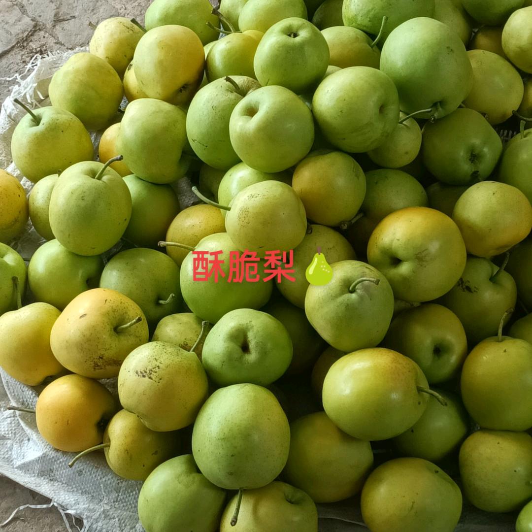 酥脆一号梨（吕）