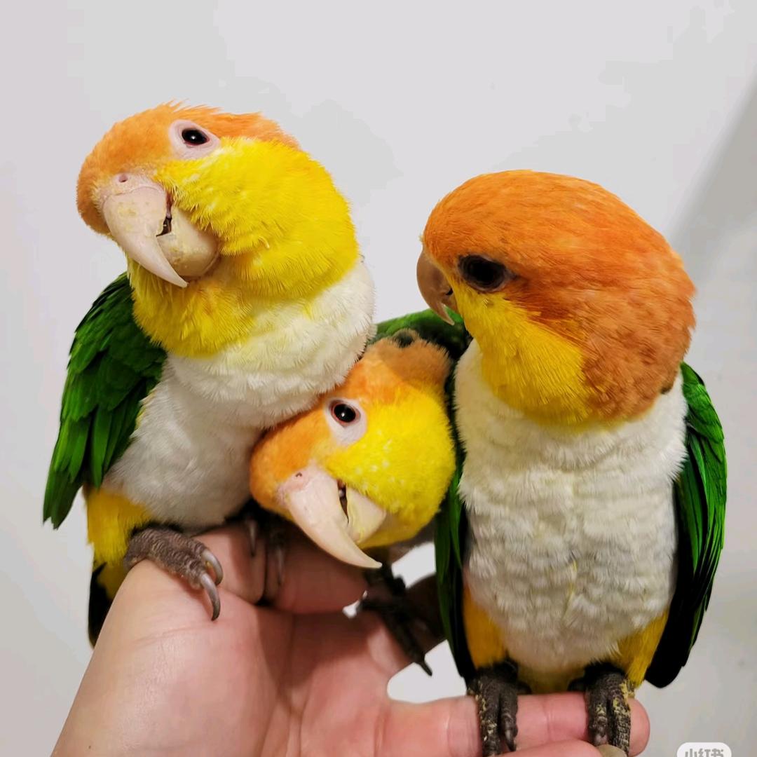 珍珍聊鹦鹉🦜