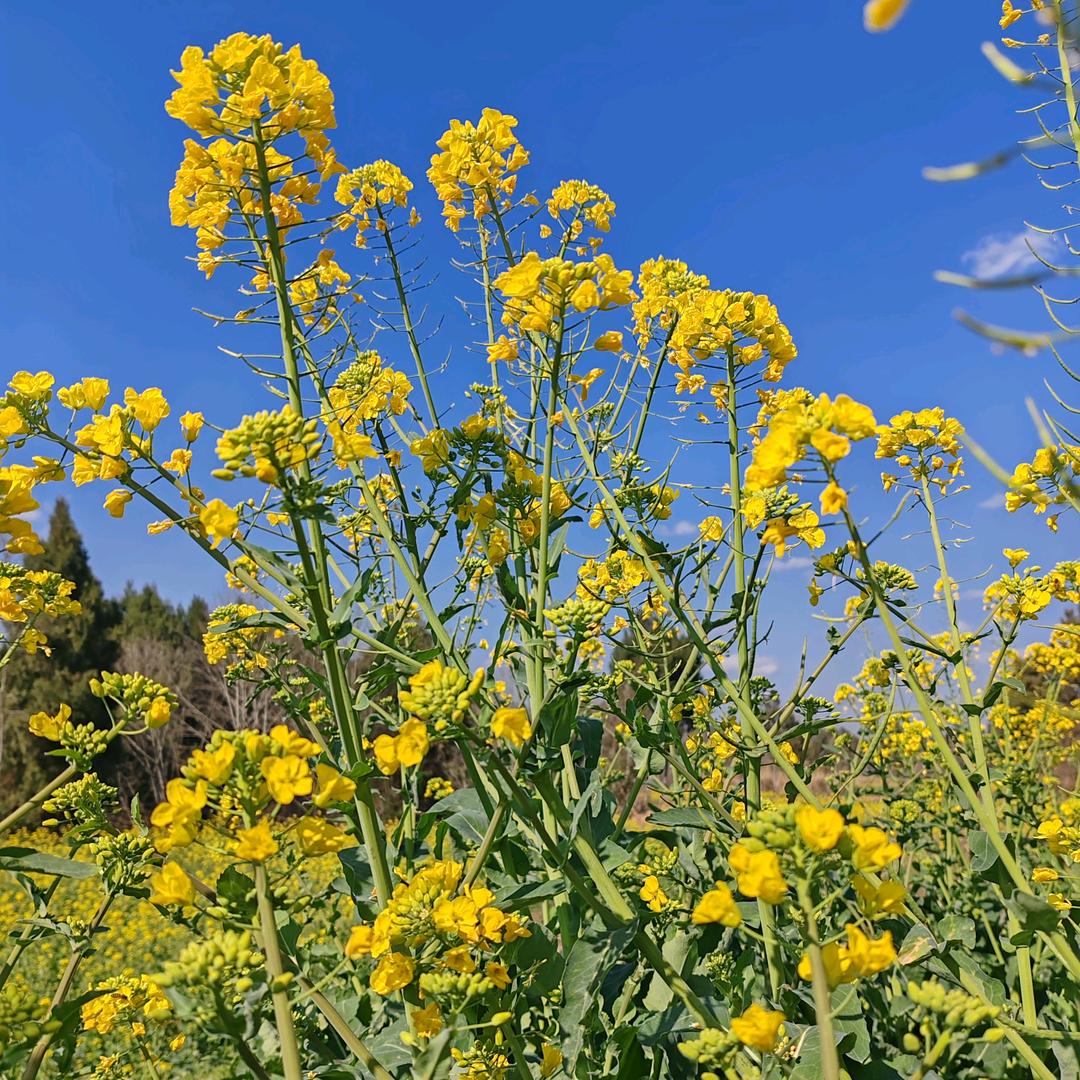 草原花