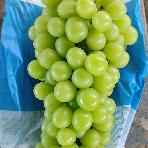 沈丘石槽葡萄园