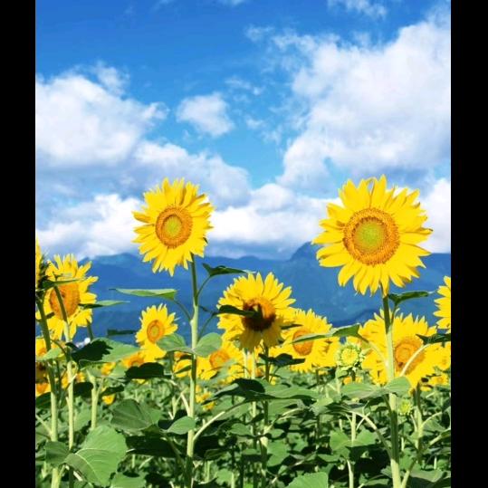 做个快乐的少妇