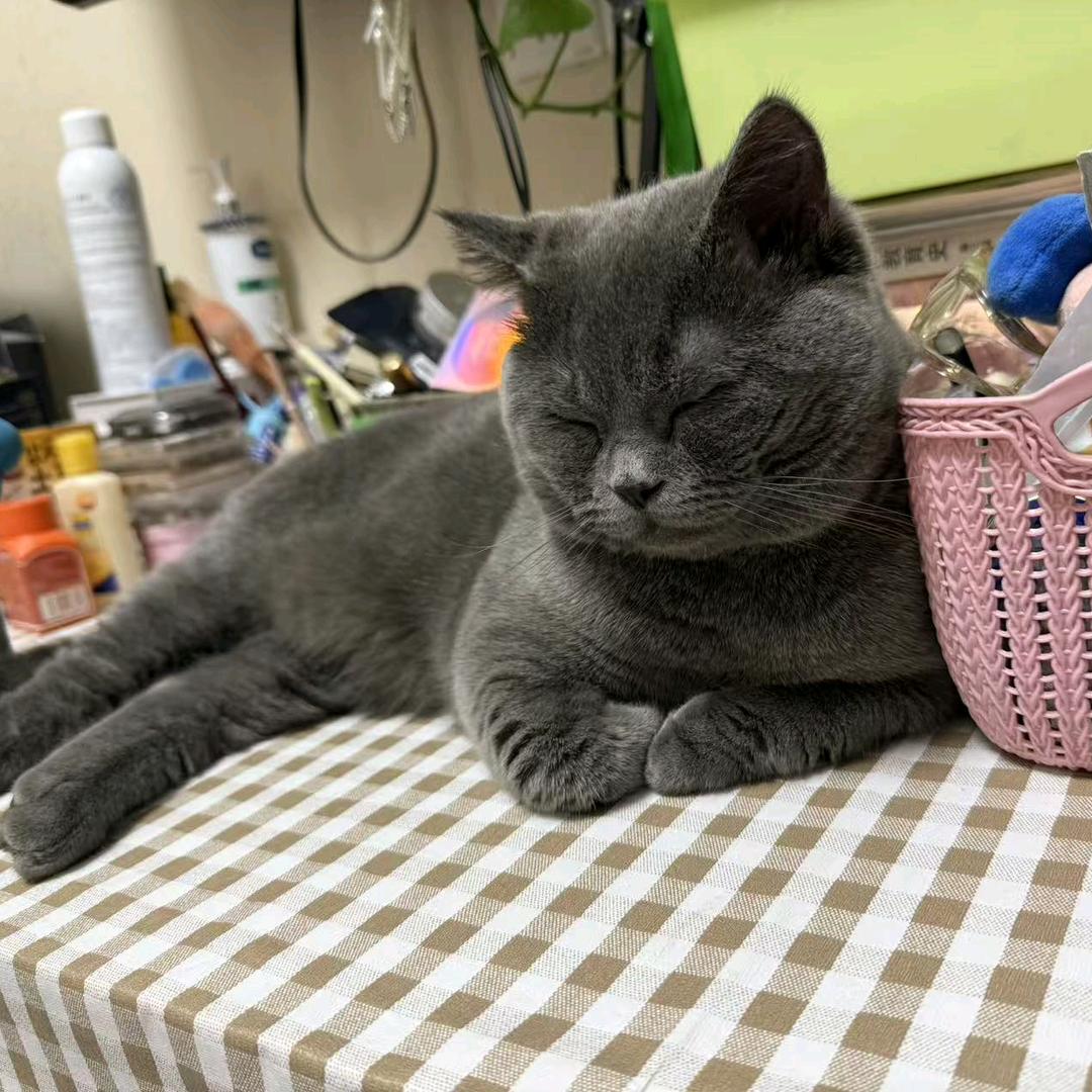 媒媒媒媒，小🐱