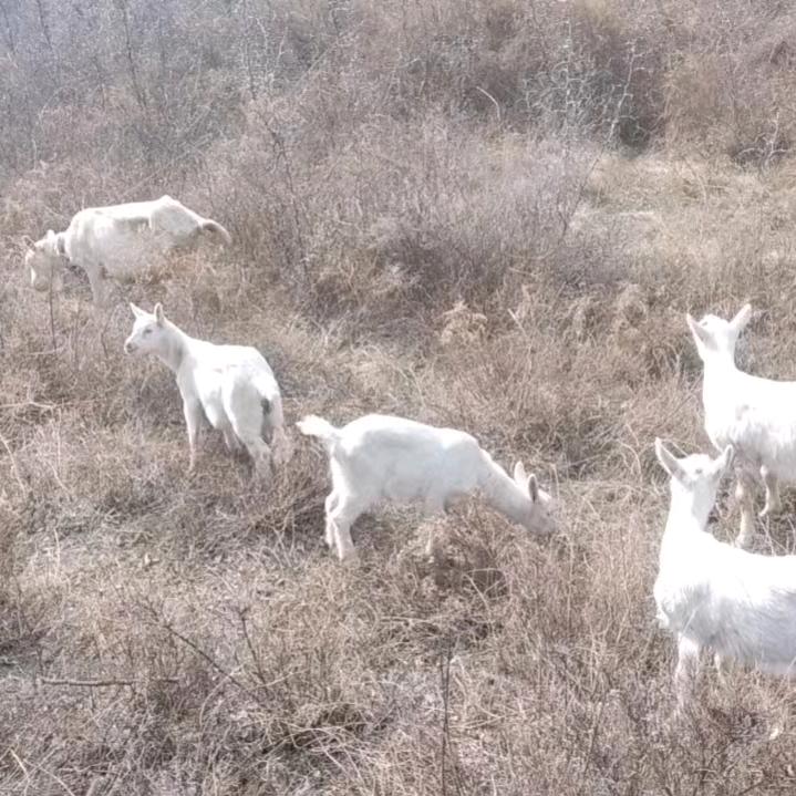 快乐的肉夹馍