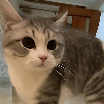 安格斯超薄牛堡