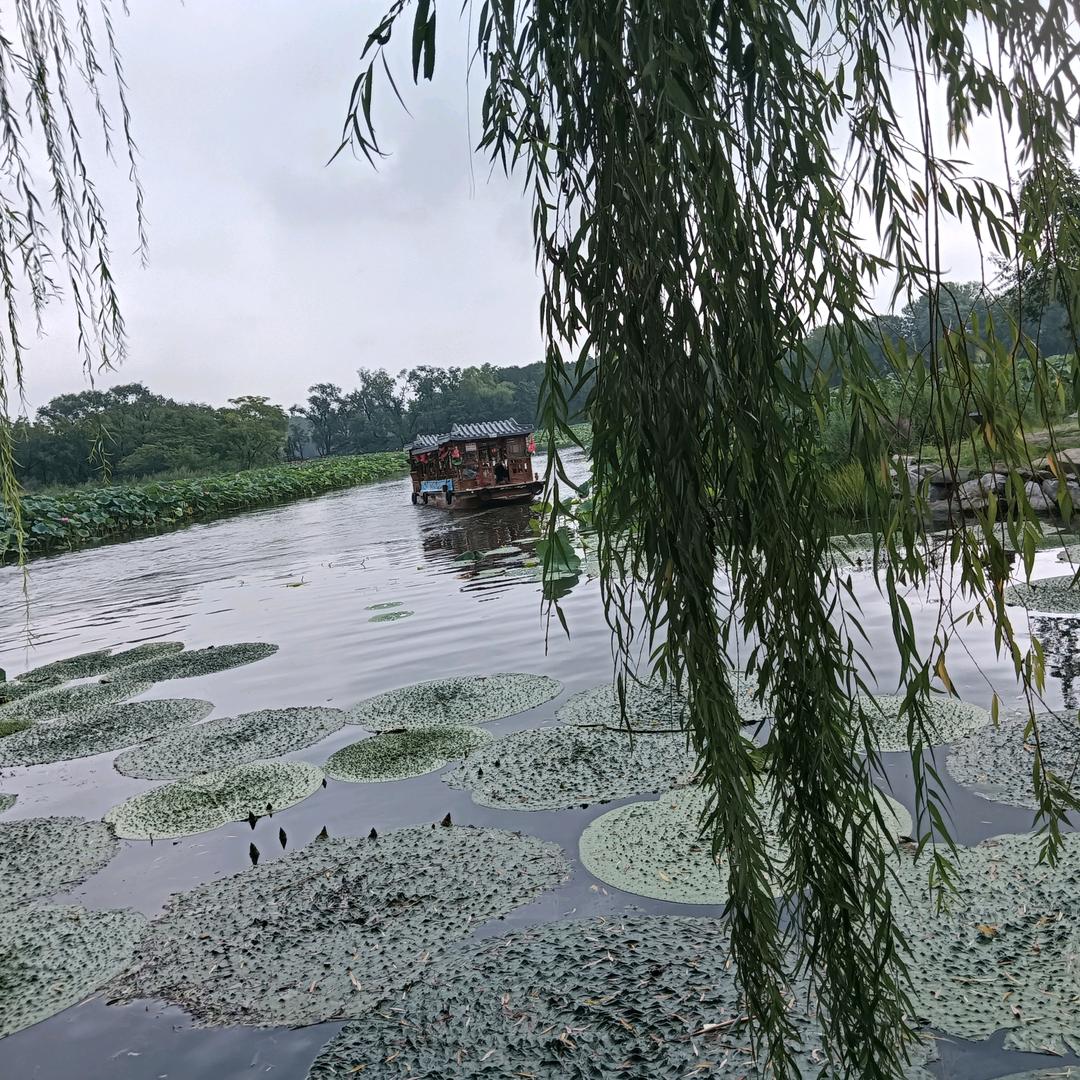 米粒儿
