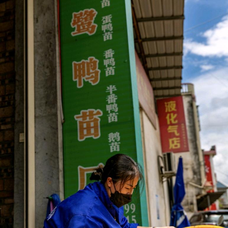 江梅子白鹭鸭(家有四宝)