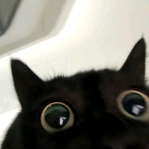 酷炫猪皮王国威猛先生之梦幻脚皮垢