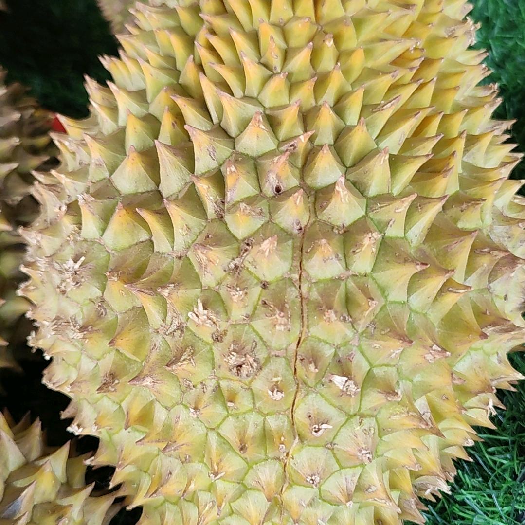 团老板（小汉）