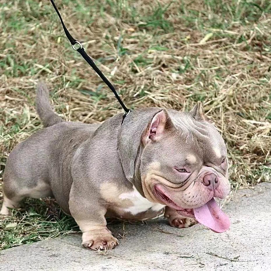 海乐堡恶霸犬直1️⃣号