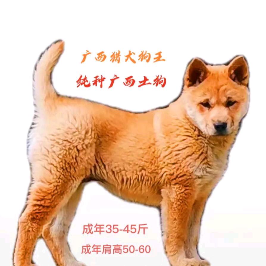 广西土猎犬