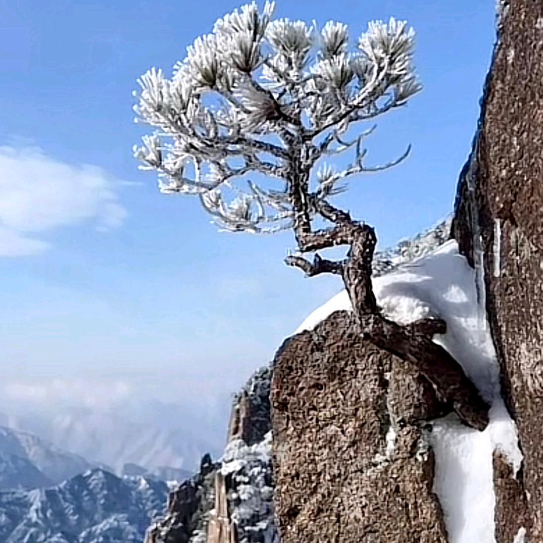 雪松