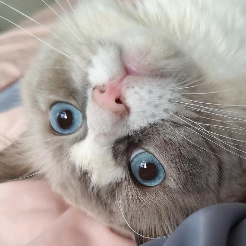 芝麻球是大坏猫
