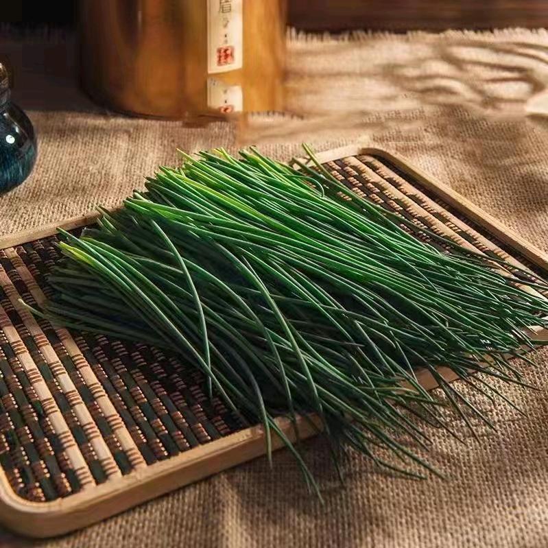 吉莫沙葱种植基地