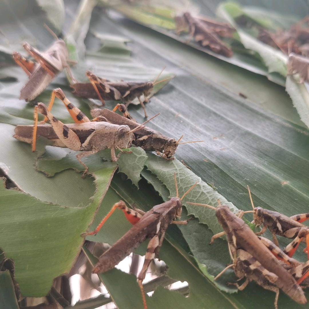 云南蒙自蝗虫-叮蜢-花腿小杨