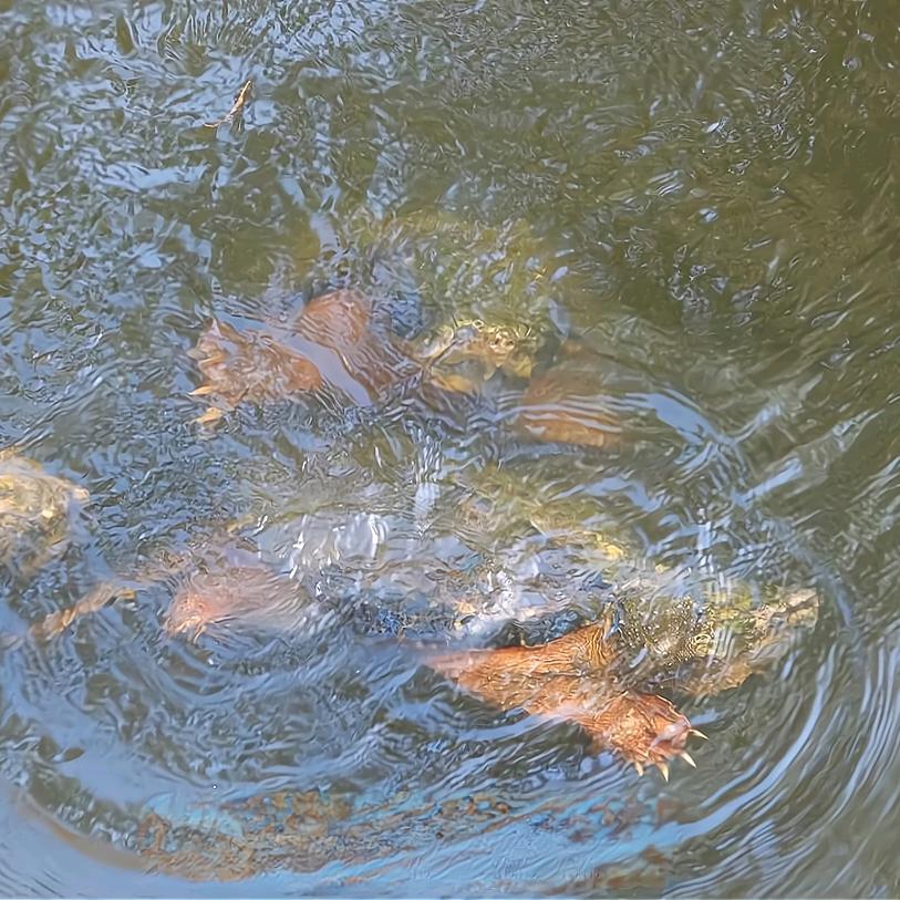 贰叁獸