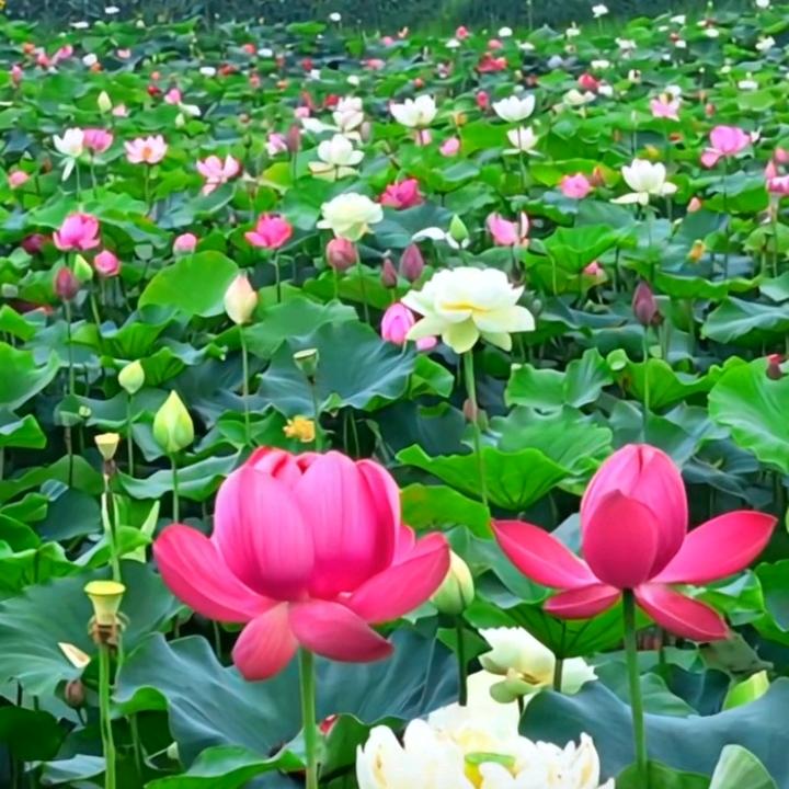 @阿艳