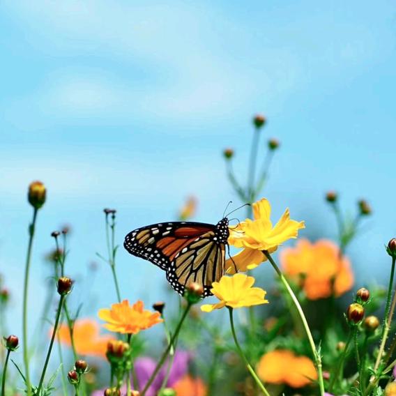 芳妮🍂ᨐᩚꦿ柳在᭄身边꯭ꦻ꯭🐾