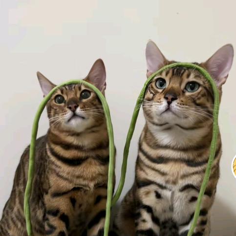 九笙