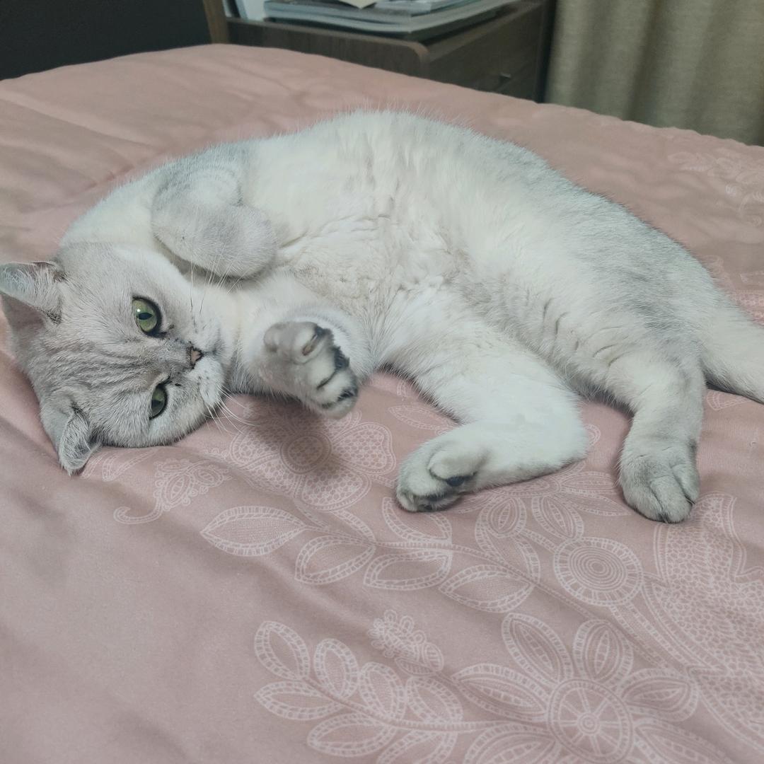 大盘鸡不是鸡