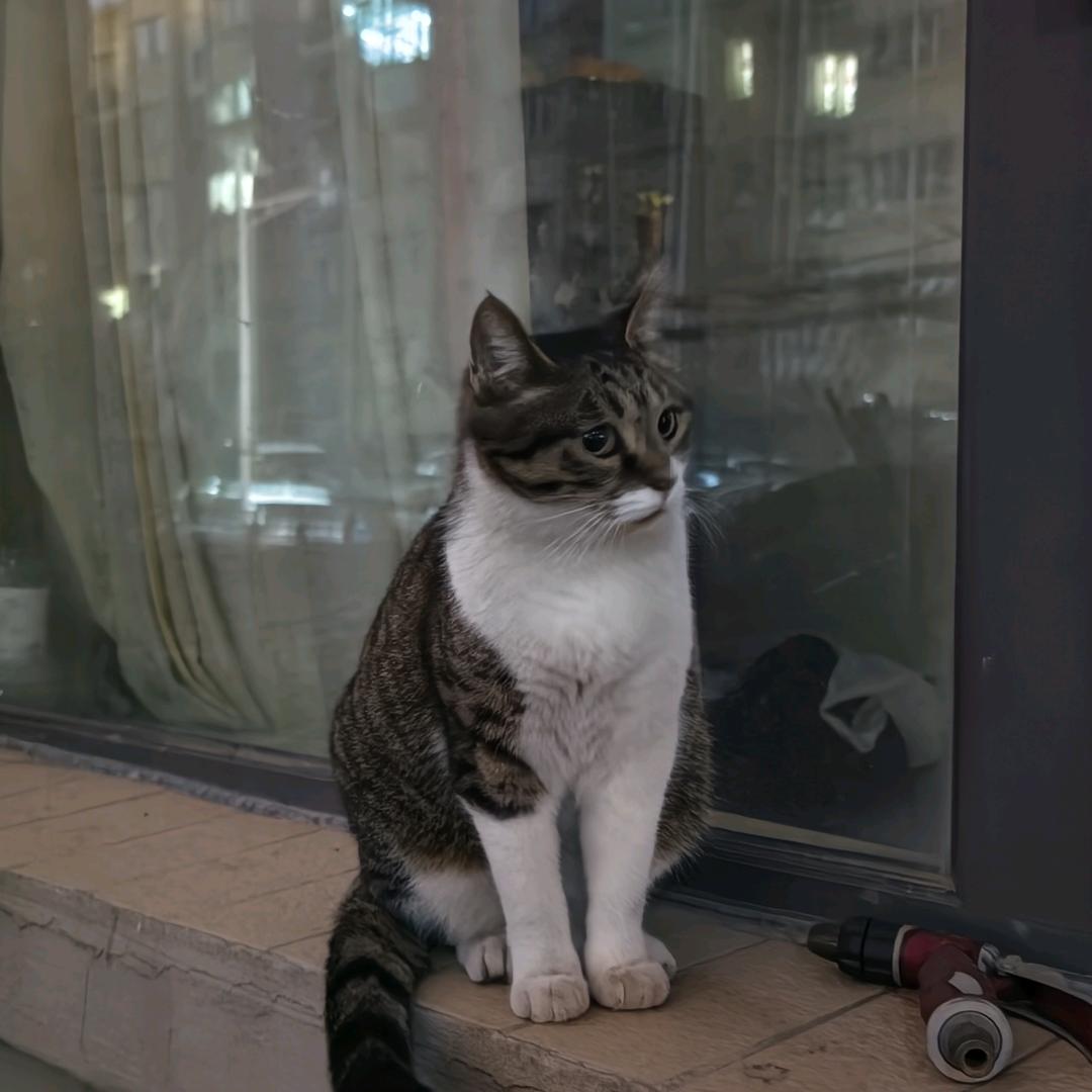 ☀️80后大叔☀️（流浪猫日常）