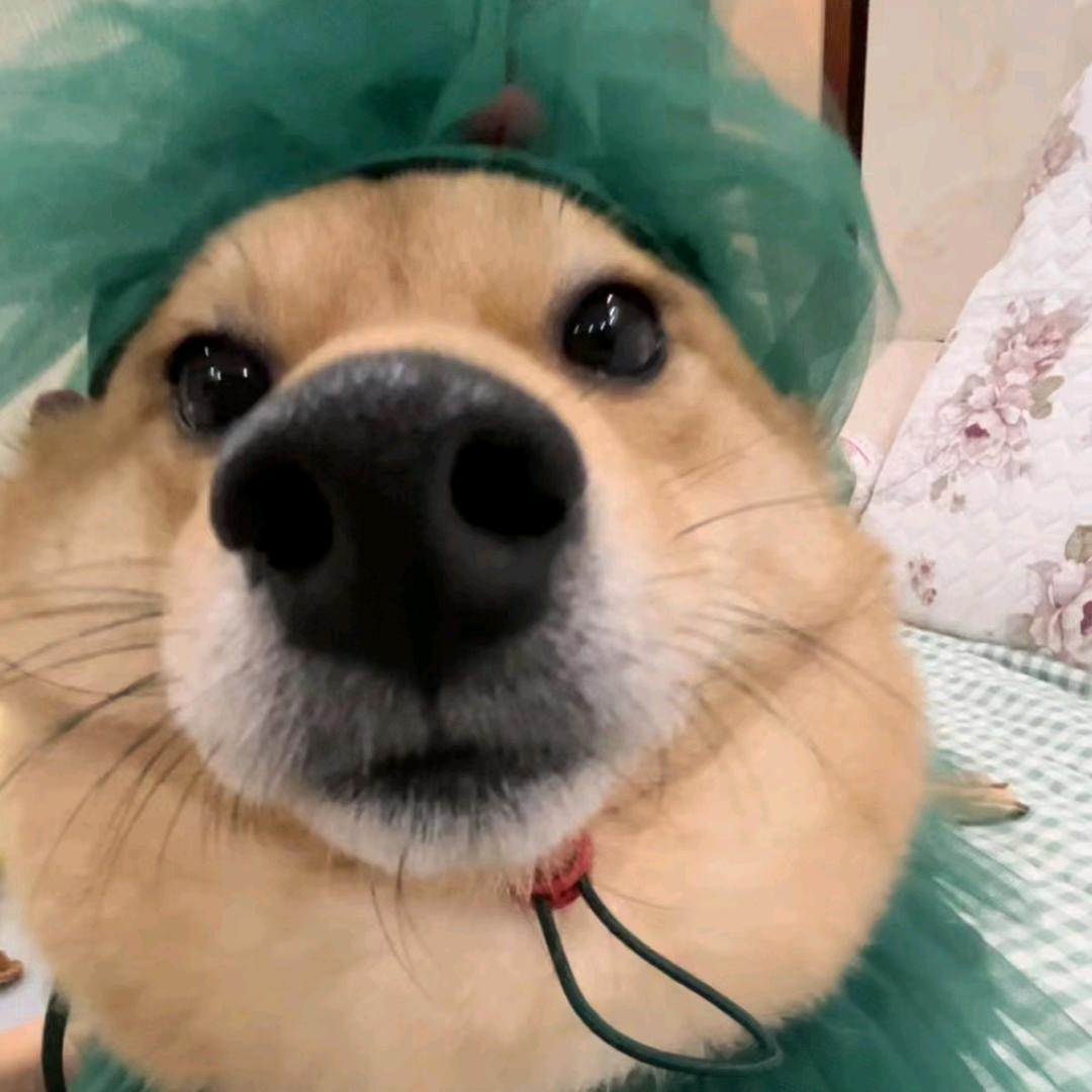 汉堡online
