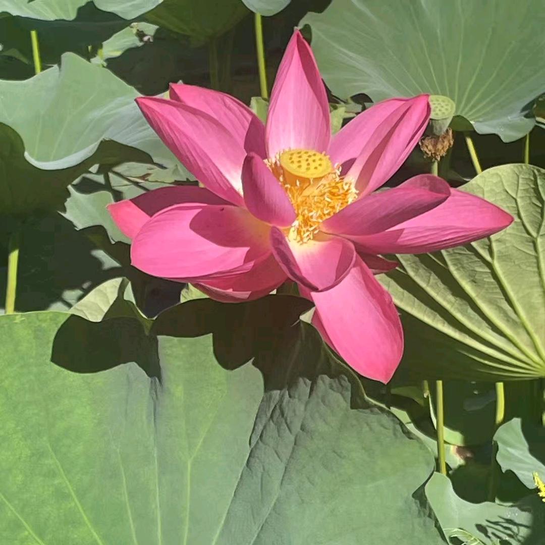 秋子