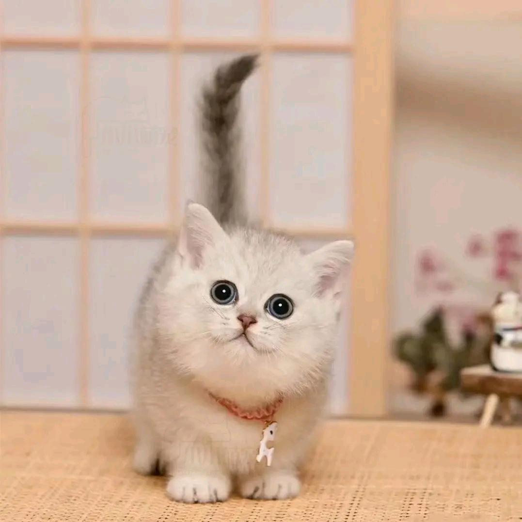 喵仔小可爱