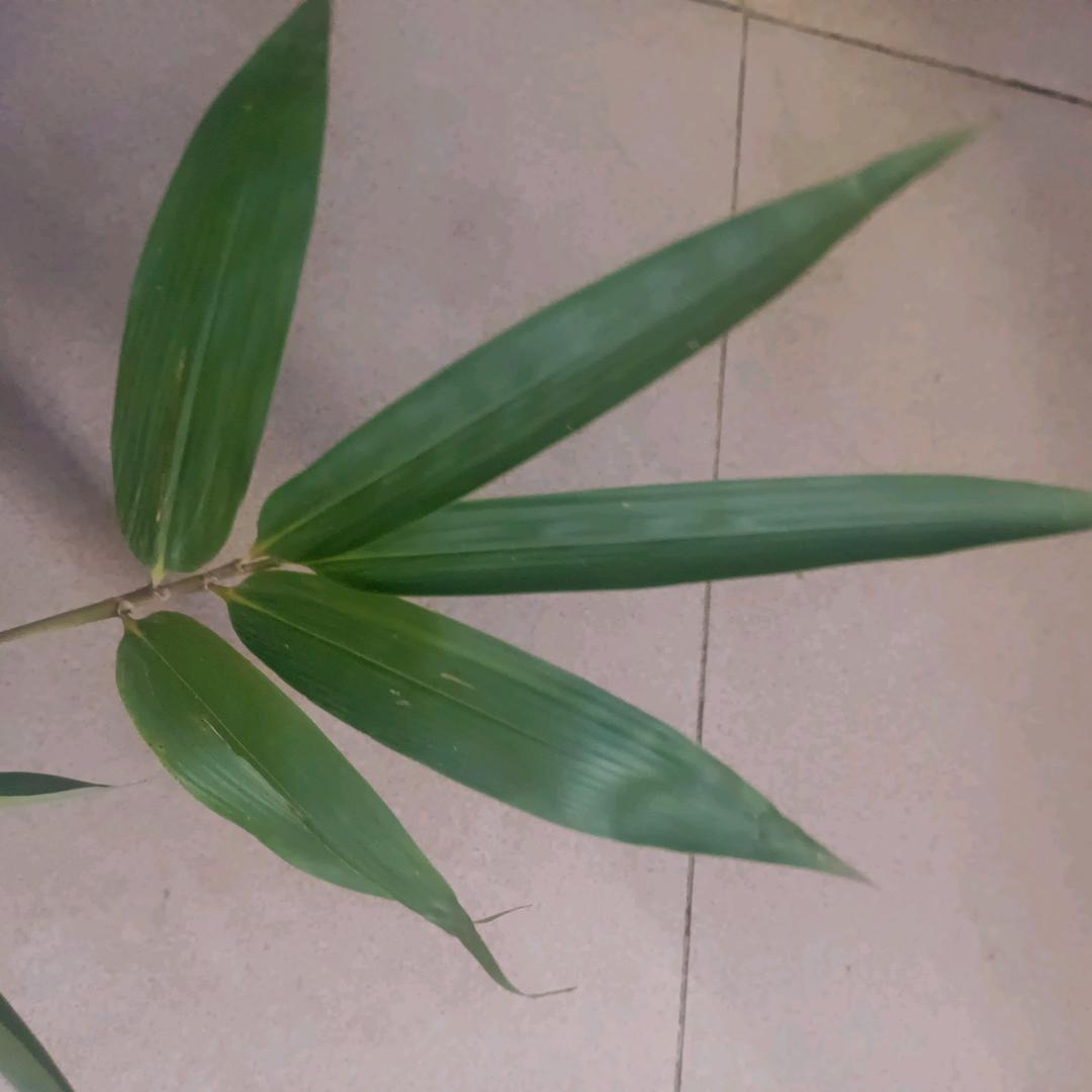 潇潇音乐