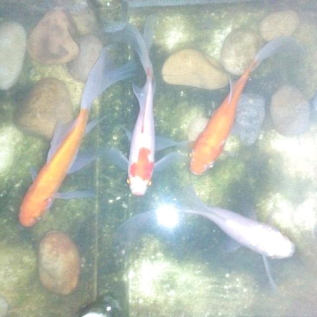 杨哥〈爱钓🐠〉