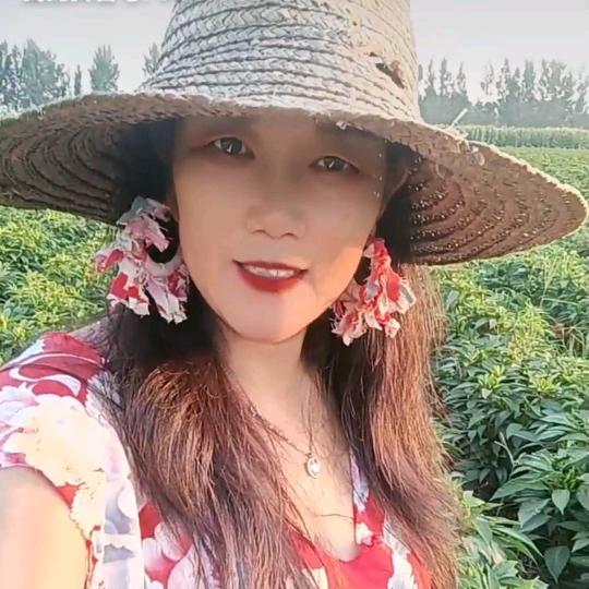 河南柳姐